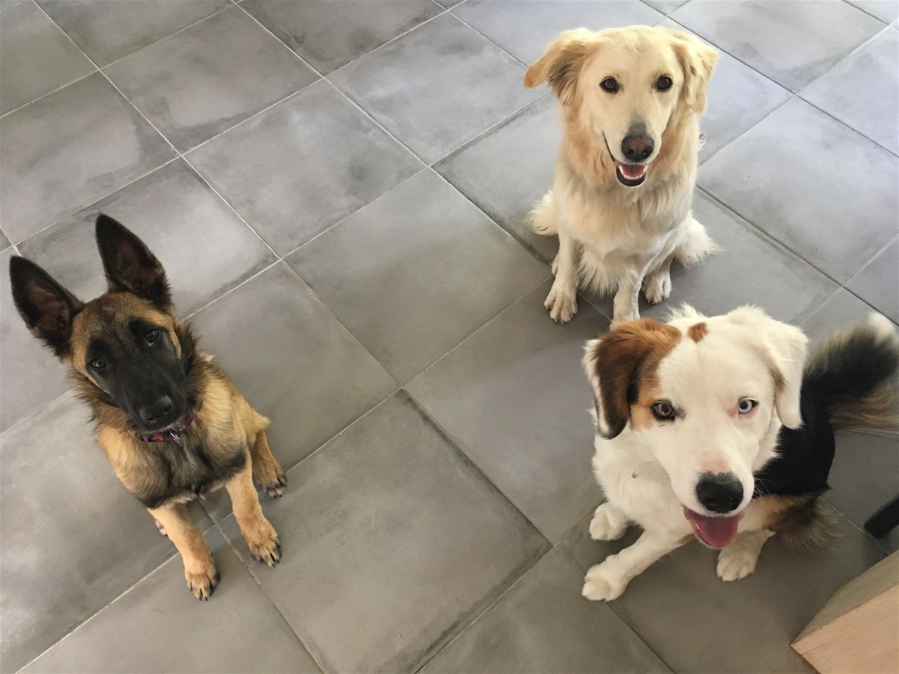 Education canine - 3 chiens