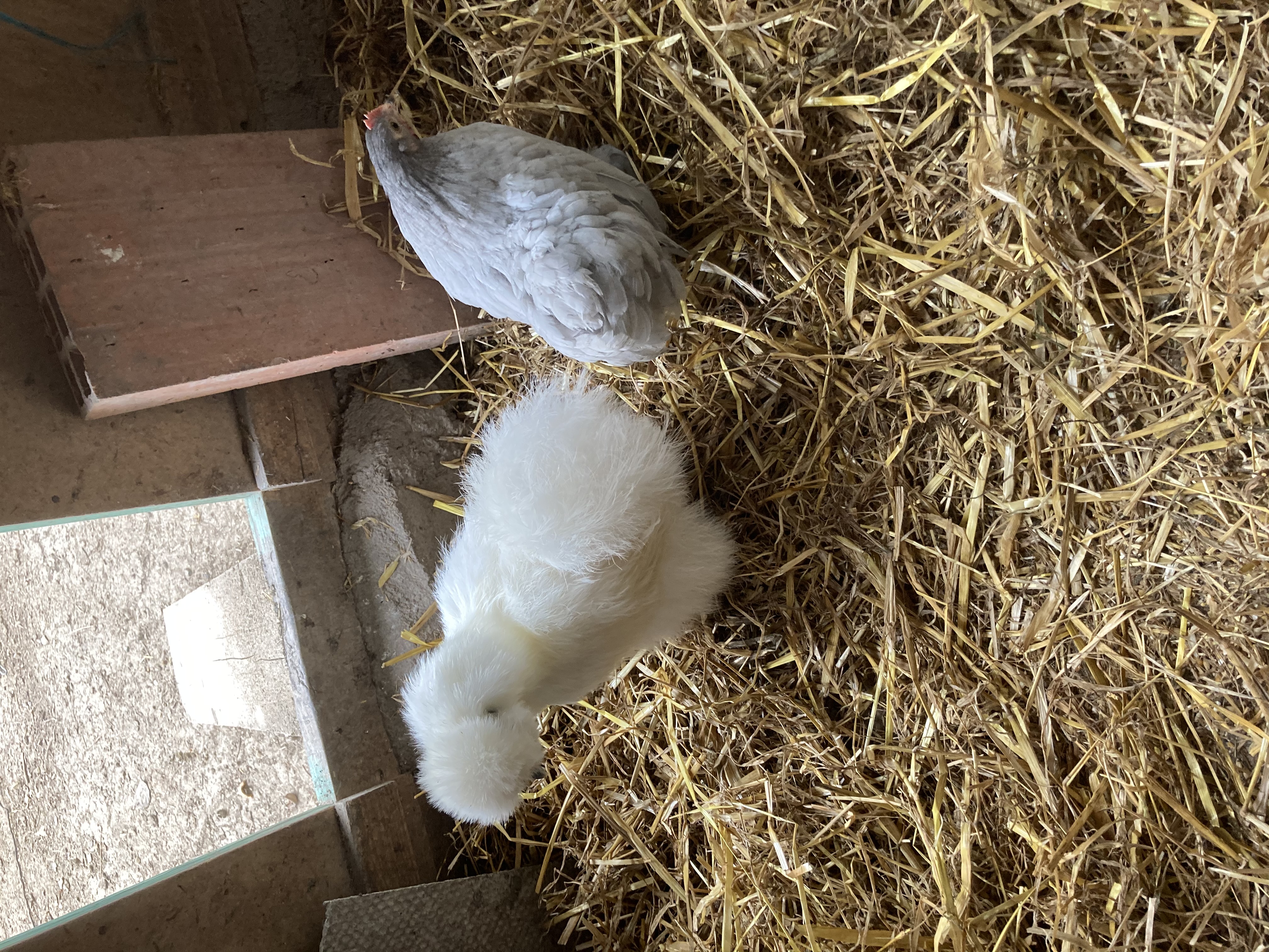 Mistinguet et Pimprenelle